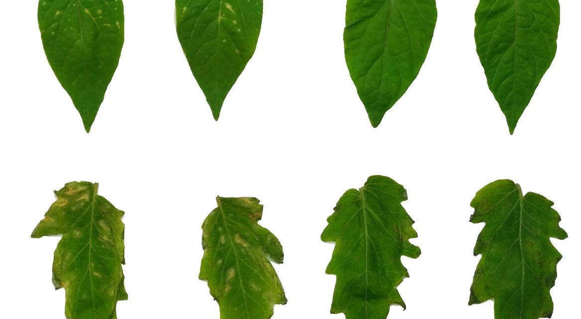 Back Scientists from CPSBB and BioAtlantis Ltd. develop molecular priming technology to protect vegetable crops from abiotic and oxidative abiotic stresses