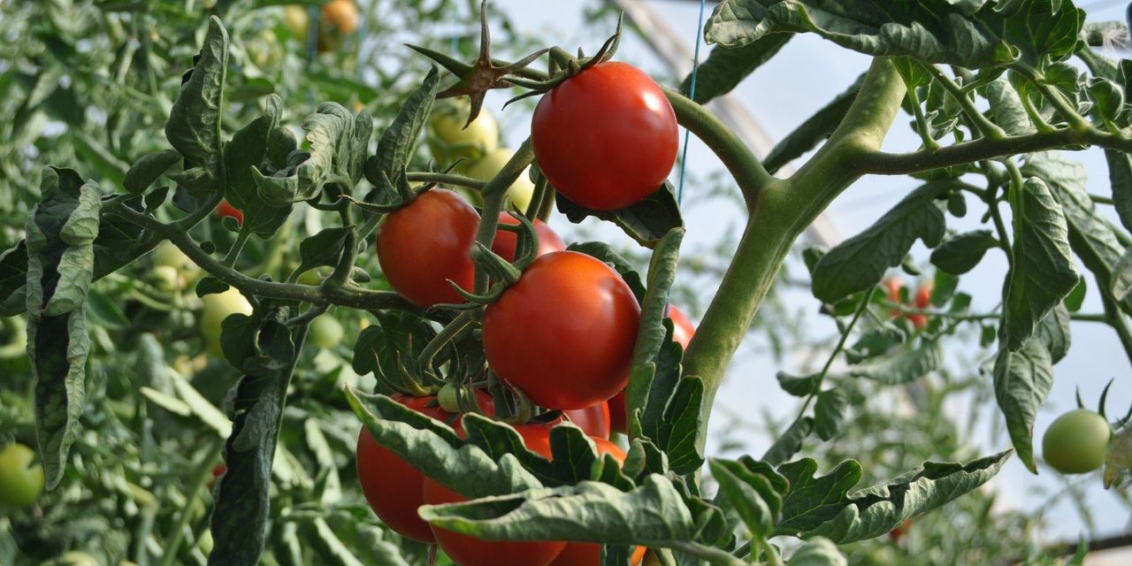 CPSBB and MVCRI utilized high-throughput Tomato Analyzer to speed up fruit phenotyping of Balkan pepper and tomato